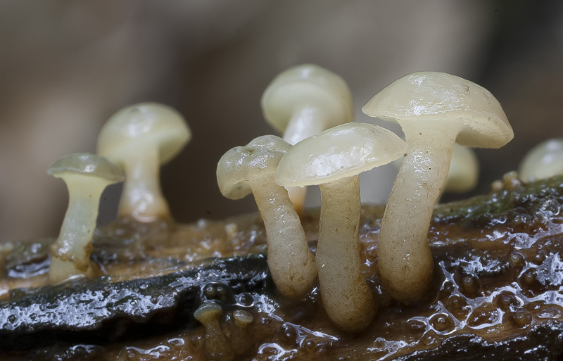 Cudoniella clavus